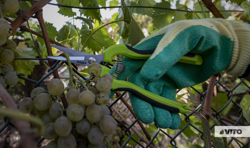 Grape Harvest Tradition: Preparation, Harvest and Socialising