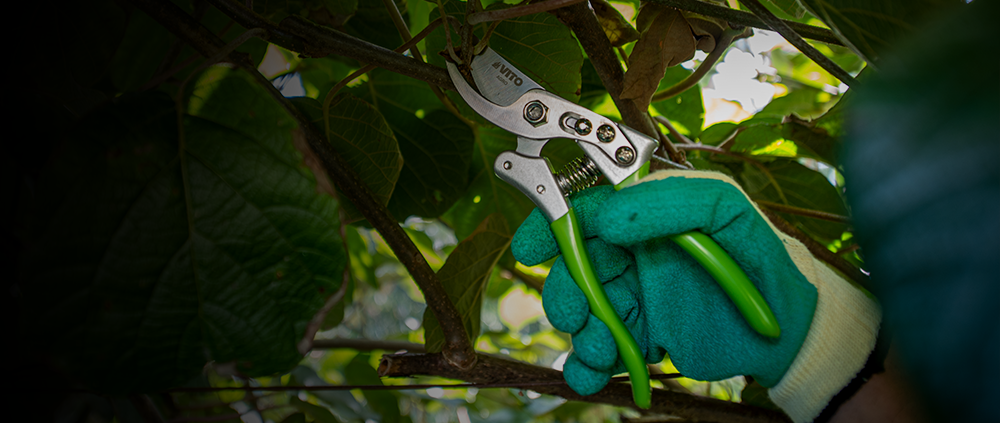 The importance of pruning and the different tool options